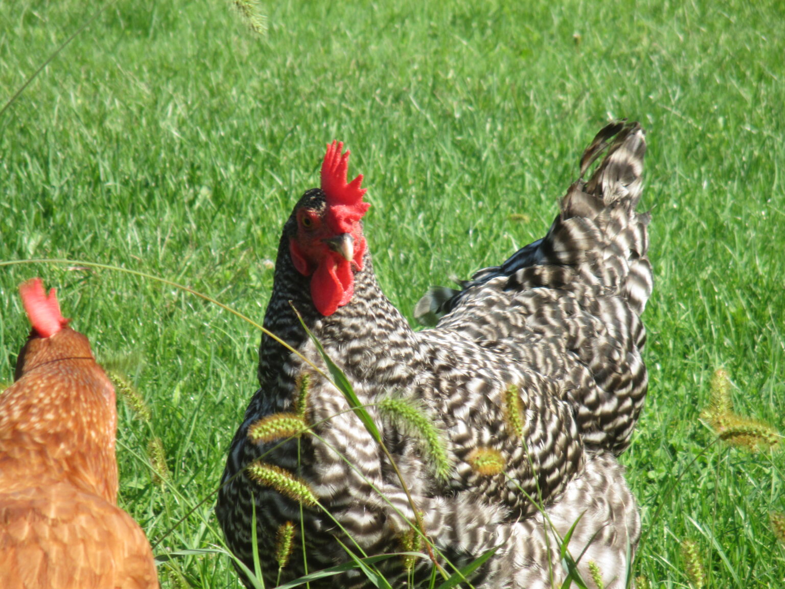 What is a Flock Leader? Backyard Poultry